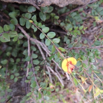 Bossiaea buxifolia (Matted Bossiaea) at Pine Island to Point Hut - 19 Oct 2014 by michaelb