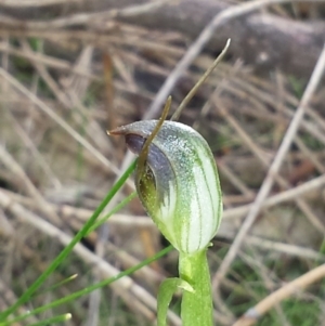 Pterostylis pedunculata at Hackett, ACT - 10 Sep 2015