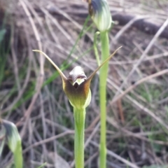 Pterostylis pedunculata at Hackett, ACT - 10 Sep 2015