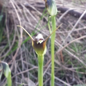 Pterostylis pedunculata at Hackett, ACT - 10 Sep 2015