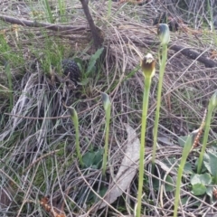 Pterostylis pedunculata at Hackett, ACT - 10 Sep 2015