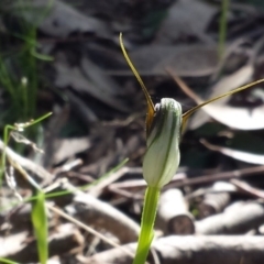 Pterostylis pedunculata at Hackett, ACT - suppressed