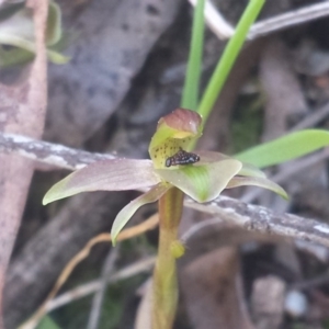 Chiloglottis trapeziformis at Bruce, ACT - suppressed