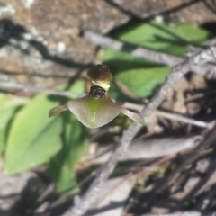 Chiloglottis trapeziformis at Bruce, ACT - suppressed