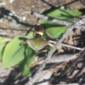 Chiloglottis trapeziformis at Bruce, ACT - suppressed