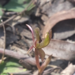 Chiloglottis trapeziformis at Bruce, ACT - suppressed