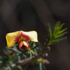 Dillwynia phylicoides (A Parrot-pea) at Acton, ACT - 9 Sep 2015 by KenT