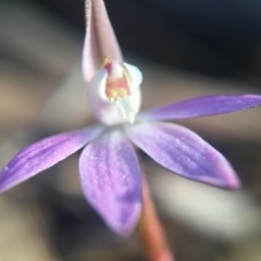 Caladenia fuscata (Dusky Fingers) at Wallaroo, NSW - 10 Sep 2015 by JasonC