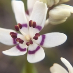 Wurmbea dioica subsp. dioica (Early Nancy) at Wallaroo, NSW - 10 Sep 2015 by JasonC