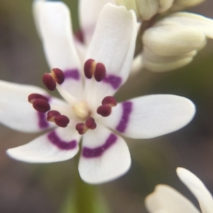 Wurmbea dioica subsp. dioica at Wallaroo, NSW - 10 Sep 2015