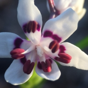 Wurmbea dioica subsp. dioica at Wallaroo, NSW - 10 Sep 2015