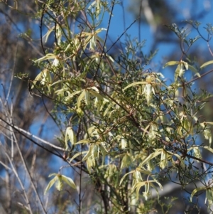 Clematis leptophylla at Acton, ACT - 9 Sep 2015