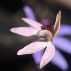 Caladenia fuscata (Dusky Fingers) at Bruce, ACT - 10 Sep 2015 by JasonC