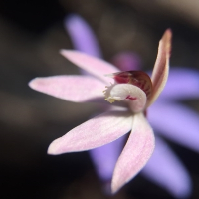Caladenia fuscata (Dusky Fingers) at Bruce, ACT - 10 Sep 2015 by JasonC