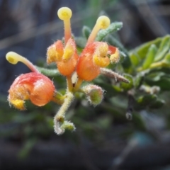 Grevillea alpina (Mountain Grevillea / Cat's Claws Grevillea) at Acton, ACT - 9 Sep 2015 by KenT