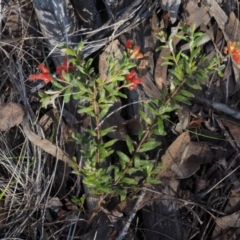 Grevillea alpina at Acton, ACT - 9 Sep 2015