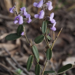 Hovea heterophylla at Acton, ACT - 9 Sep 2015