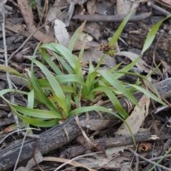 Luzula densiflora (Dense Wood-rush) at Acton, ACT - 9 Sep 2015 by KenT