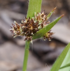 Luzula densiflora at Acton, ACT - 9 Sep 2015