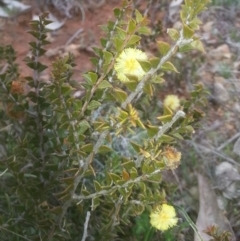 Acacia gunnii (Ploughshare Wattle) at Majura, ACT - 6 Sep 2015 by MAX