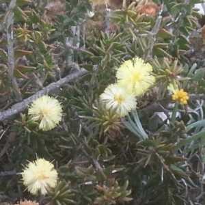 Acacia gunnii at Majura, ACT - 6 Sep 2015 04:50 PM