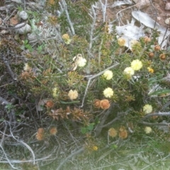 Acacia gunnii at Majura, ACT - 6 Sep 2015 04:50 PM