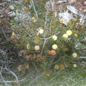 Acacia gunnii at Majura, ACT - 6 Sep 2015 04:50 PM