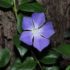 Vinca major (Blue Periwinkle) at Point Hut Pond - 10 Sep 2015 by michaelb