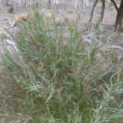 Stypandra glauca at Majura, ACT - 6 Sep 2015