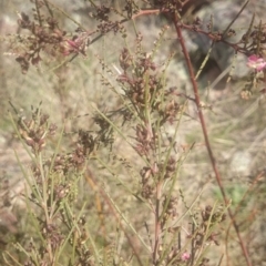 Indigofera adesmiifolia (Tick Indigo) at Coree, ACT - 10 Sep 2015 by gregbaines