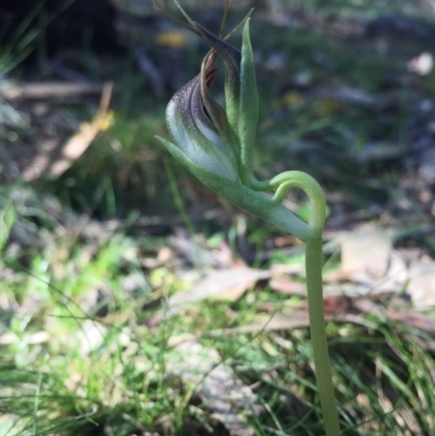 Pterostylis pedunculata (Maroonhood) at P11 - 11 Sep 2015 by AaronClausen