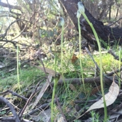 Pterostylis pedunculata at Hackett, ACT - suppressed