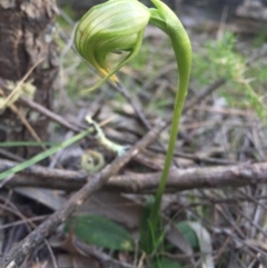 Pterostylis nutans (Nodding Greenhood) at P11 - 11 Sep 2015 by AaronClausen