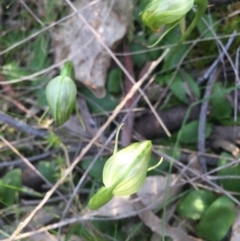 Pterostylis nutans at Watson, ACT - 11 Sep 2015