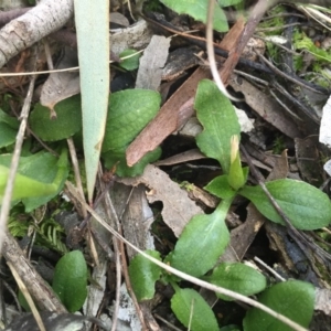 Pterostylis nutans at Watson, ACT - 11 Sep 2015