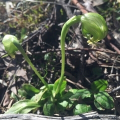 Pterostylis nutans (Nodding Greenhood) - 1 Jan 1900 by AaronClausen