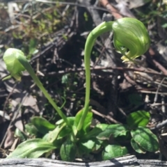 Pterostylis nutans (Nodding Greenhood) at P11 - 11 Sep 2015 by AaronClausen