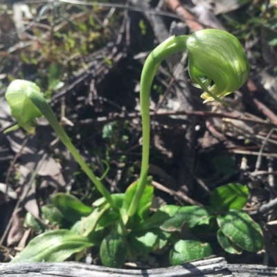 Pterostylis nutans (Nodding Greenhood) at P11 - 11 Sep 2015 by AaronClausen