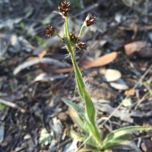 Luzula sp. at Hackett, ACT - 11 Sep 2015