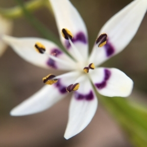 Wurmbea dioica subsp. dioica at Gungahlin, ACT - 11 Sep 2015