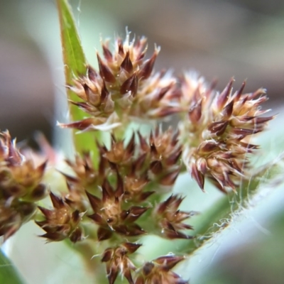 Luzula densiflora (Dense Wood-rush) at Gungahlin, ACT - 11 Sep 2015 by JasonC