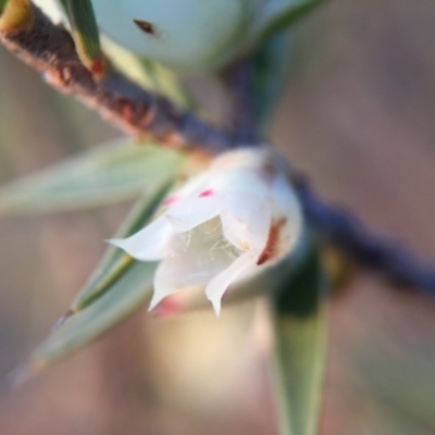 Melichrus urceolatus (Urn Heath) at Gungahlin, ACT - 11 Sep 2015 by JasonC