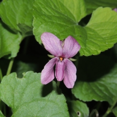 Viola odorata (Sweet Violet, Common Violet) at Point Hut Pond - 10 Sep 2015 by michaelb