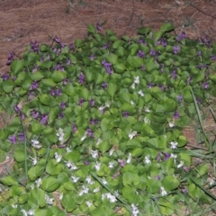 Viola odorata at Gordon, ACT - 10 Sep 2015