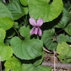 Viola odorata at Gordon, ACT - 10 Sep 2015