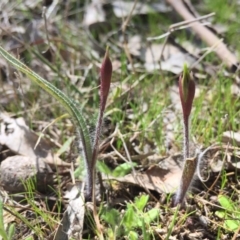 Caladenia actensis (Canberra Spider Orchid) at Majura, ACT - 12 Sep 2015 by AaronClausen