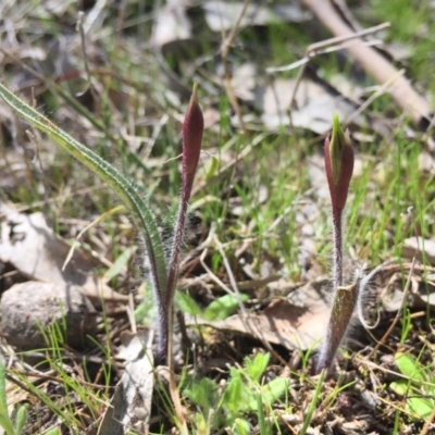 Caladenia actensis (Canberra Spider Orchid) at Majura, ACT by AaronClausen