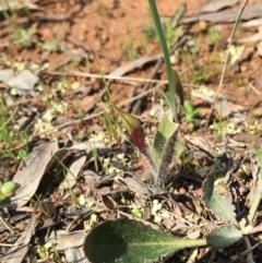 Caladenia actensis (Canberra Spider Orchid) at Majura, ACT - 12 Sep 2015 by AaronClausen