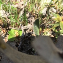 Caladenia actensis at suppressed - 12 Sep 2015