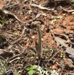 Caladenia actensis at suppressed - 12 Sep 2015